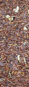 Rooibos Ingwer Zitrone Bio